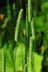 Meadow foxtail with dew drops