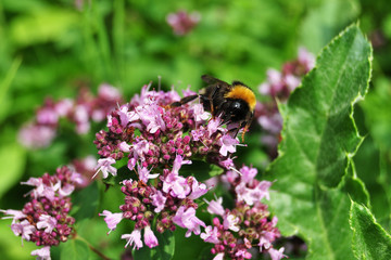 Oregano flowers with bumblebee