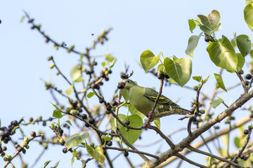 Female green pigeon feed on fig fruits 