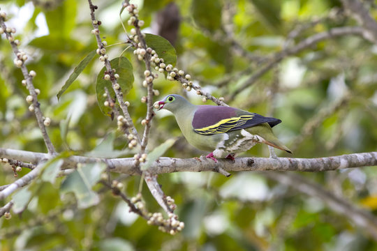 Thick-billed green pigeon eating fruits