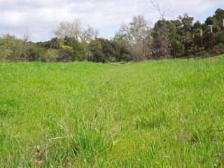 California Grass Field