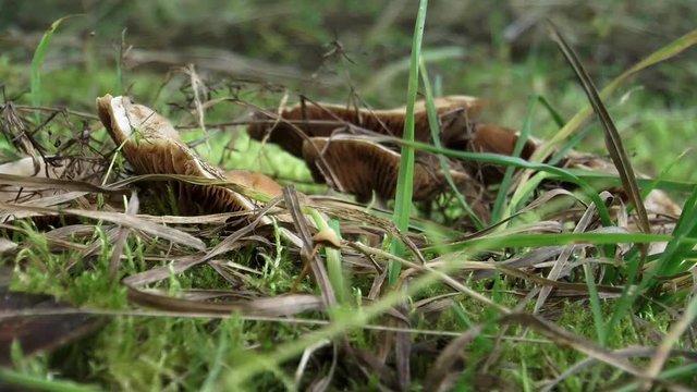 Pilz auf der Wiese
