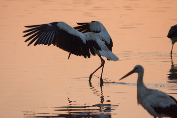 Stork with spread wings