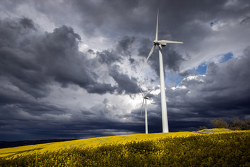 Wind Turbines and Flowered Fields on a Cloudy Day