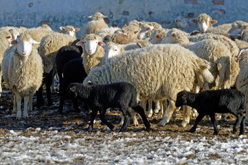 Sheeps grazing in a sheepyard on a bright sunny autumn day