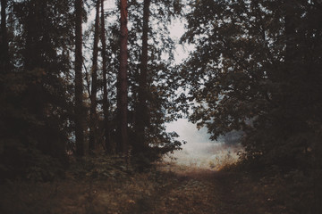 Obraz premium Misty morning in the forest walkway which exits to bright meadow, filled with fog, pine trees, grass everywhere, autumn or summer