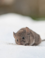 house mouse