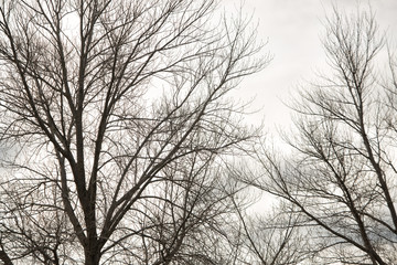 Deciduous trees in winter