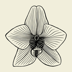 small orchid © Volodymyr Vechirnii