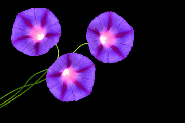 Petunias isolated on a black background. Colorful flowers.