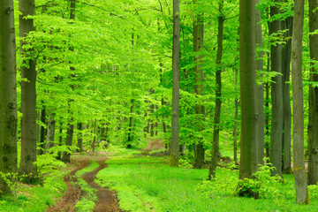Waldweg durch Buchenwald im zeitigen Frühjahr, frisches Grün