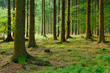 Obraz premium Spruce Tree Forest in the Warm Light of the Setting Sun