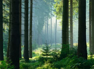 Foto auf Alu-Dibond Unberührter nebliger naturnaher Fichtenwald im Gegenlicht, Nationalpark Harz © AVTG