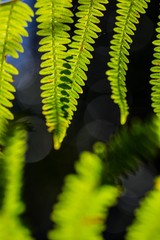 Fougère en lumière