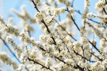 Delicate flowers on the bush