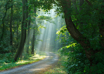 Fototapeta na wymiar Footpath through Forest of Beech Trees illuminated by Sunbeams
