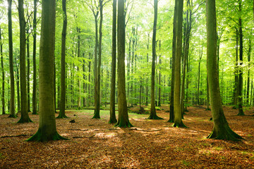 Unberührter naturnaher sonniger Laubwald