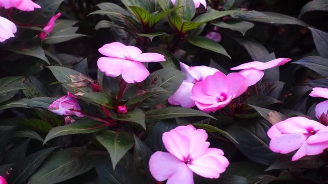 New Guinea Impatiens blooming in garden 