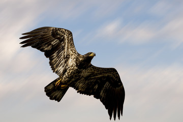 Adolescent Bald Eagle Soaring
