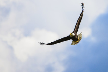 Bald Eagle Hunting