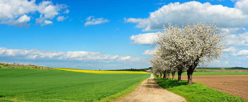 Kirschb&auml;ume in voller Bl&uuml;te, Feldweg durch Felder im Fr&uuml;hling