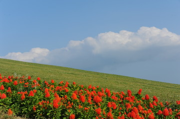 Kamifurano Sunrise Lavender Garden Japan