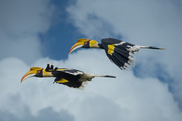 Beautiful Hornbill Bird, Bird hornbill flying on blue sky © chamnan phanthong