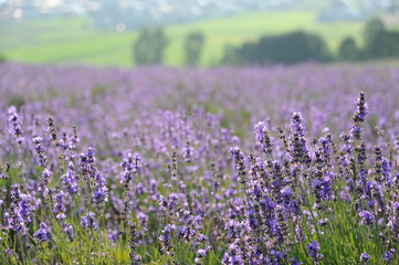 Fototapeta premium Kamifurano Sunrise Lavender Garden Japan