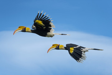 Beautiful Hornbill Bird, Bird hornbill flying on blue sky © chamnan phanthong