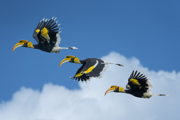 Beautiful Hornbill Bird, Bird hornbill flying on blue sky