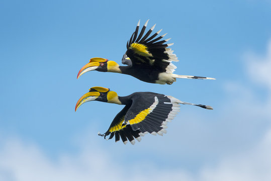 Beautiful Hornbill Bird, Bird hornbill flying on blue sky