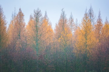 Close up of tree tops of larch and oak forest