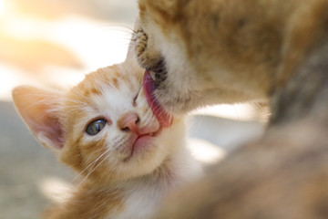 Naklejka premium Kociak został umyty przez lizanie kota przez matkę, koncepcja miłości matki