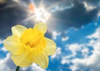 Fototapeta na wymiar Daffodil.