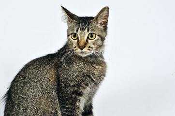 Fototapeta premium cat brown