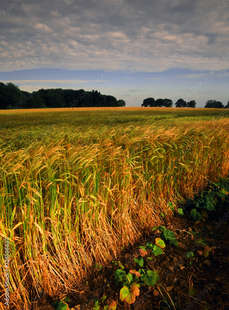 Poster agricultural landscape england uk