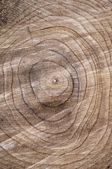 Wooden stump circles texture tree
