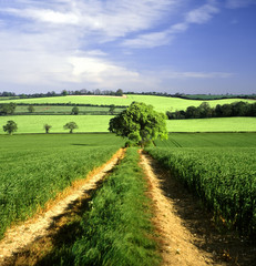 Fototapeta premium agricultural landscape england uk