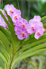 Purple orchids Beautiful colour in the garden