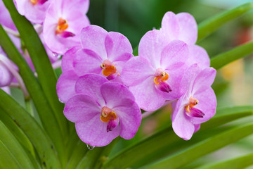 Purple orchids Beautiful colour in the garden