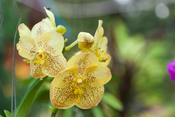 Yellow orchids Beautiful colour in the garden