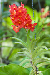 Red Orchids Beautiful colour in the garden.