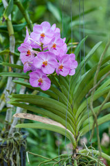 Purple orchids Beautiful colour in the garden