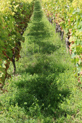 Vin de Savoie. Vignoble de Chignin.