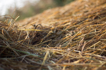 straw from rice a background