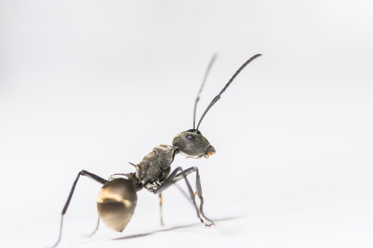 macro Ant black