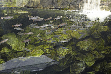 Kyoto Aquarium Kyoto Japan