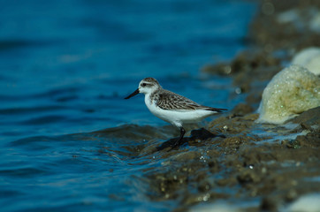 Spoon-billed sandpiper in nature Thailand