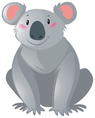 Cute koala on white background