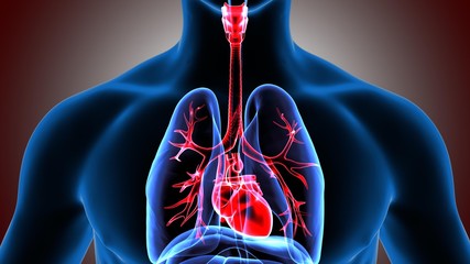 3d  illustration of the heart and lung